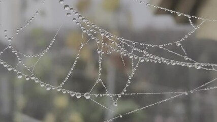 Wall Mural - Dew drops on thin cobwebs