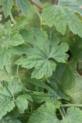 Wall Mural - close up of green fig leaves