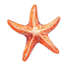 Poster - Watercolor painting captures the intricate details of an orange starfish, showcasing its unique texture against a transparent background