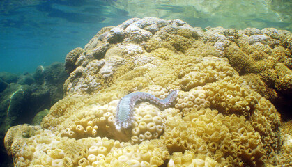 Wall Mural - a reef on long island off the coast of Venezuela