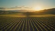 © Matthew - A serene vineyard landscape at sunset, showcasing rows of grapevines under a golden sky.