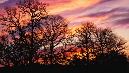 Wall Mural - silhouetted trees against a fiery sunset: a mesmerizing landscape photograph featuring a striking si
