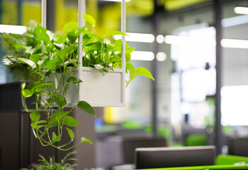 Poster - Young green plants in pots in eco office interior, blurred background, copy space
