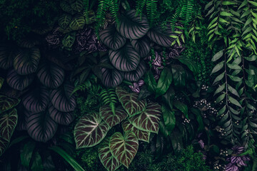 Wall Mural - Close up group of background tropical green leaves texture and abstract background. Tropical leaf nature concept.