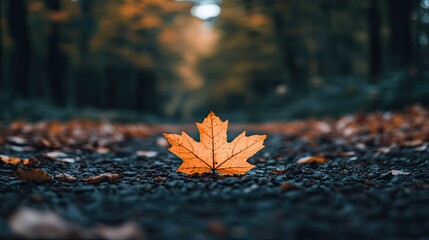 Wall Mural - Vibrant Orange Maple Leaf on Gravel Path in Autumn Forest