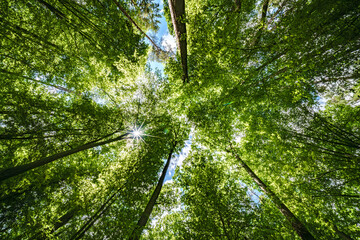 Wall Mural - gazing upward into the lush green trees within a flourishing and verdant forest environment, sustain