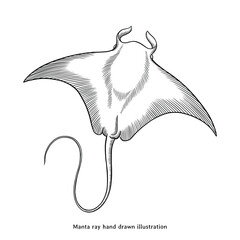 manta ray illustration. manta ray hand drawn illustration in vintage engraving style. manta ray sket
