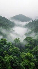 Wall Mural - Lush green forest enveloped in mist in a serene mountain landscape during early morning hours