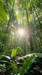 Wall Mural - Sunlight filtering through dense trees in a lush green forest during midday