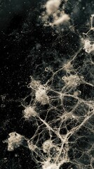 Poster - Microscopic View of Dust Particles on Black Background Featuring Intricate Details and Variations Captured in High-Resolution