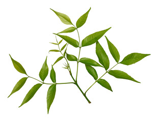 Wall Mural - ash tree branch with green leaves isolated on white background. design element for botanical arrange