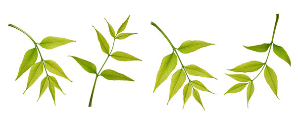 Wall Mural - botanical collection. a set of fresh green ash tree leaves isolated on a white background.