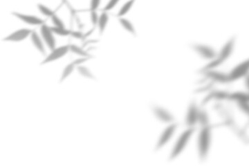 leaf shadow overlay on white background. shadows from branches with leaves. overlay effect for photo