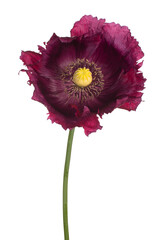 Wall Mural - poppy flower isolated