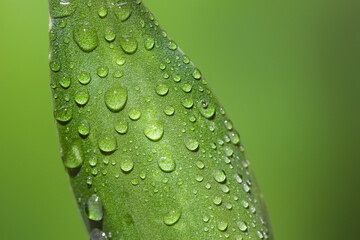 Wall Mural - plant with water drops on leaf against blurred green background, macro view