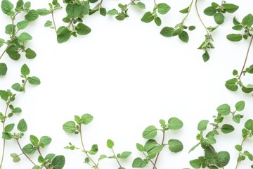 Sticker - White background with separated oregano and marjoram leaves