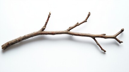 A single, dry, brown tree branch isolated on a white background.