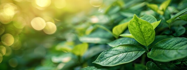 Wall Mural - vibrant green leaves with golden sunlight bokeh