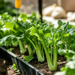 Wall Mural - a close-up of vegetables growing in a greenhouse, their environment controlled for optimal growth