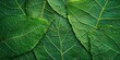 © Pech - Abstract green background with leaf motifs and a clean, eco-friendly aesthetic.