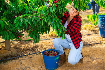 Wall Mural - Hardworking girl farmer working in a fruit nursery plucks cherries from a tree while squatting, putting fruit in a bucket