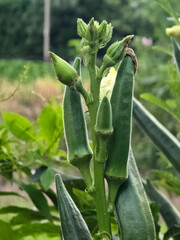 Wall Mural - okra flower in nature garden