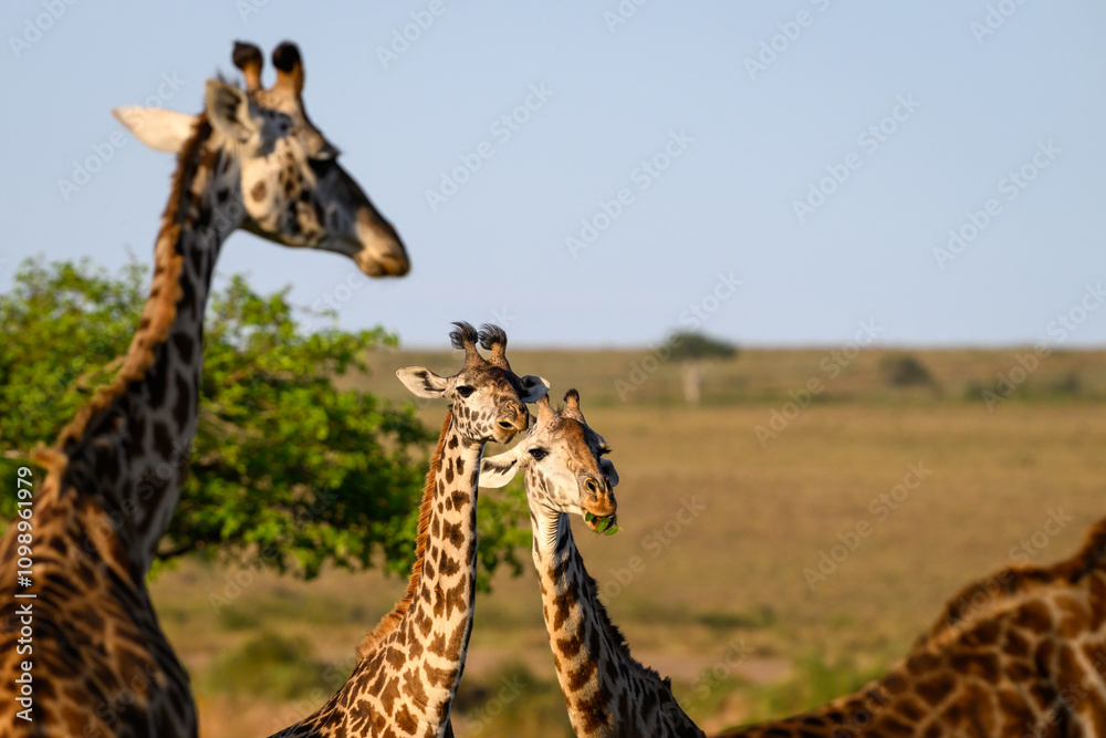 Funny portrait of Maasai giraffes grazing in the Masai Mara National ...