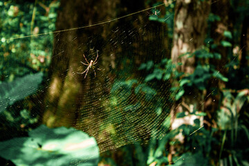 spider web with dew drops
