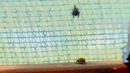 Jumping spider catching fly