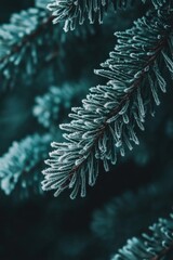 Canvas Print - Frosted pine tree branch