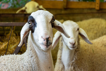 Wall Mural - Close-up of a white sheep on a farm.