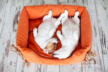 Wall Mural - Cute Puppy Sleeping in orange dog's bed