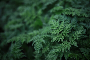 Poster - Lush Green Fern Foliage with Natural Texture in Full Frame Close-Up View