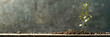 © agrus_aiart - Green sprout growing from the soil on a gray concrete wall background.
