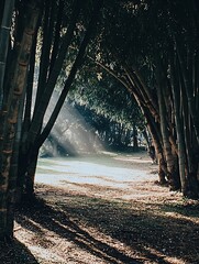 Wall Mural - Sunbeams filtering through a dense bamboo forest create a mystical and serene pathway.