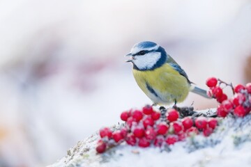 Poster - A beautiful blue tit sits on the ground and eats rowan berries. Winter scene with a blue tit.  Cyanistes caeruleus