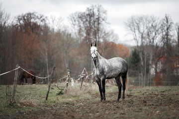 Wall Mural - grey dapple horse standing on a meadow