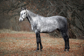 Wall Mural - beautiful grey dappled horse standing outdoors