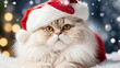 © AC - Fluffy Cream Cat in Santa Hat on Snowy Background