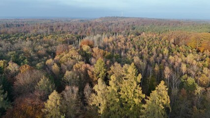 Poster - Flug ueber einen Wald