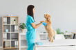 © Studio Romantic - Veterinarian doctor or nurse provides medical care to a dog in a vet hospital. The pet receives proper healthcare and attention, ensuring its well-being and health during the visit.
