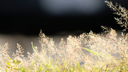 Wall Mural - grass flower in the garden with bokeh light background.