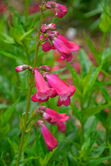 Wall Mural - Penstemon 'Kunthii'