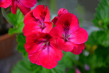 Wall Mural - Pelargonium 'Hindoo'