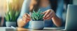 © ZeNDaY - Businesswoman adjusting a succulent plant home office closeup photo natural light hands-on care