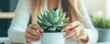 © ZeNDaY - Businesswoman adjusting a succulent plant office desk close-up hands bright workspace focused perspective plant care and office environment