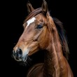 © Imagehub - horse  portrait of chestnut horse with a white spot on a black background