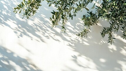 Poster - Shadows of olive tree leaves and branches cast on a white wall creating a sunny background with ample empty space for Mediterranean themed designs