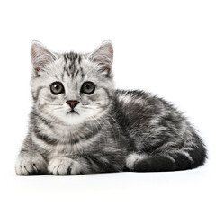 Wall Mural - Kitten cat lying isolated on white. Cute kitten lie down looking in camera. Grey striped British Shorthair kitty closeup