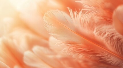 Poster - Soft peach colored feathers with a blurred background featuring selective focus and ample copy space